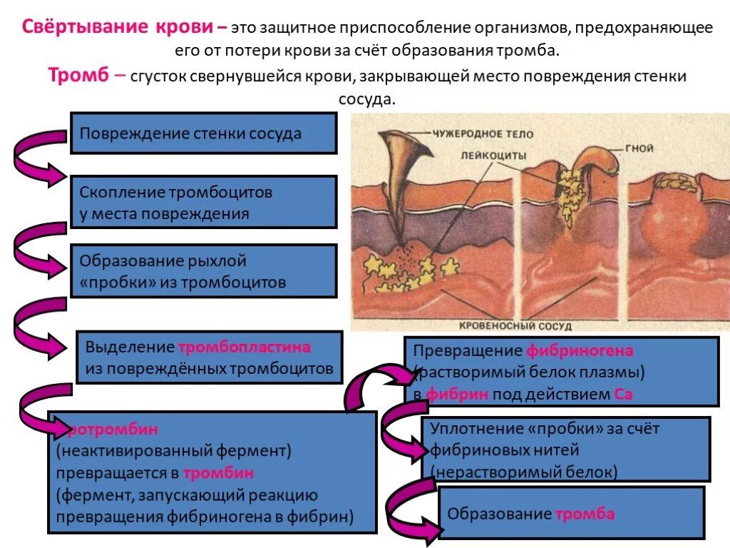 Образование тромба из фибрина