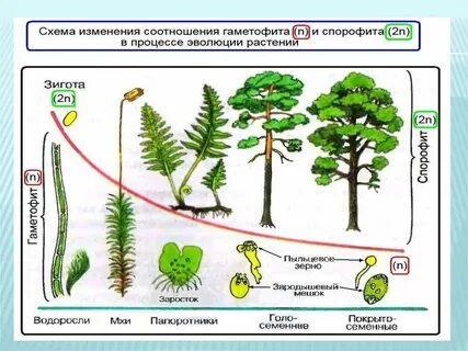 Гаметофит и спорофит разные растения