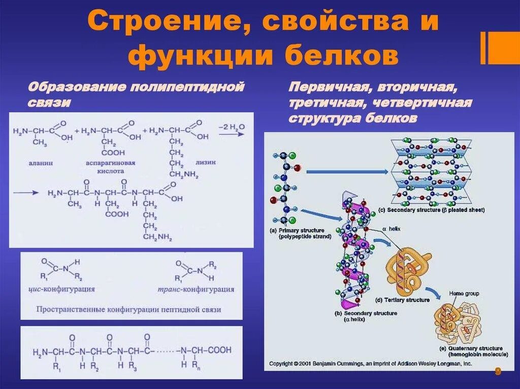 4 белки их строение и функции. Состав структура и функция белок. белки: их структура, состав и функции.. белки строение функции структура свойства. белки состав строение свойства функции.