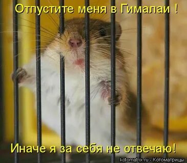 Отпустите меня в гималаи