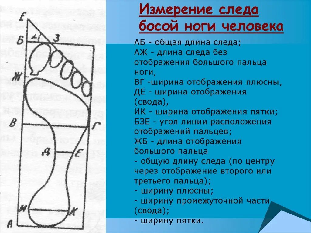 Линии подошвы. След подошвенной части обуви криминалистика. Измерение следа босой ноги. Назовите части следа босой ноги. Части стопы ноги человека и измерение следа босой ноги.