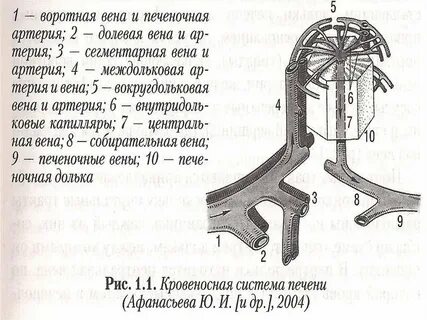 Собирательная вена печени