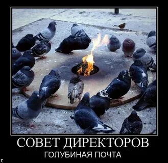 Сгорели голуби