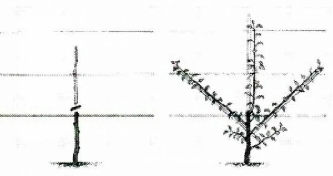 Формировка колоновидной яблони. Обрезка колоновидной яблони. Скелет колоновидной яблони. Обрезка макушки колоновидных яблонь.