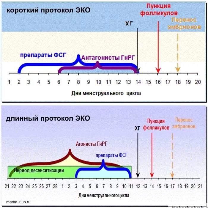 Стимуляция при эко. Эко короткий протокол по дням цикла. схема короткого протокола эко по дням. схема стимуляции овуляции схема. стимуляция овуляции короткий протокол эко.