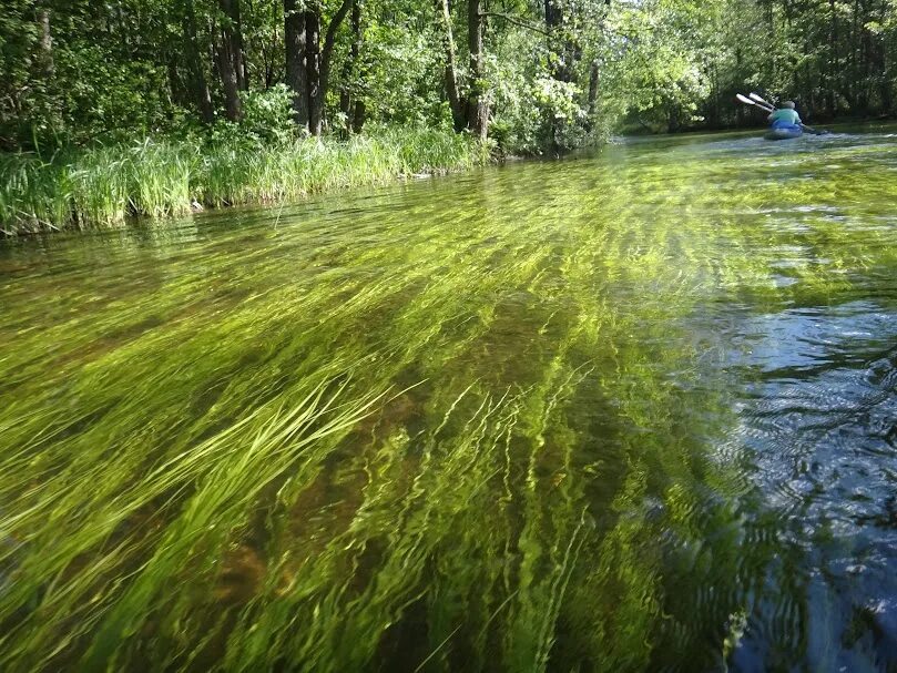 Водоросли в реке. Речные водоросли. водоросли в озере. водоросли в речке. пресноводные водоросли названия.