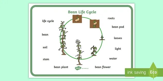 Plant Lifecycle. Plant Life Cycle. Plant Life Cycle for Kids. The Life Cycle of a Bean Plant. Plant cycle