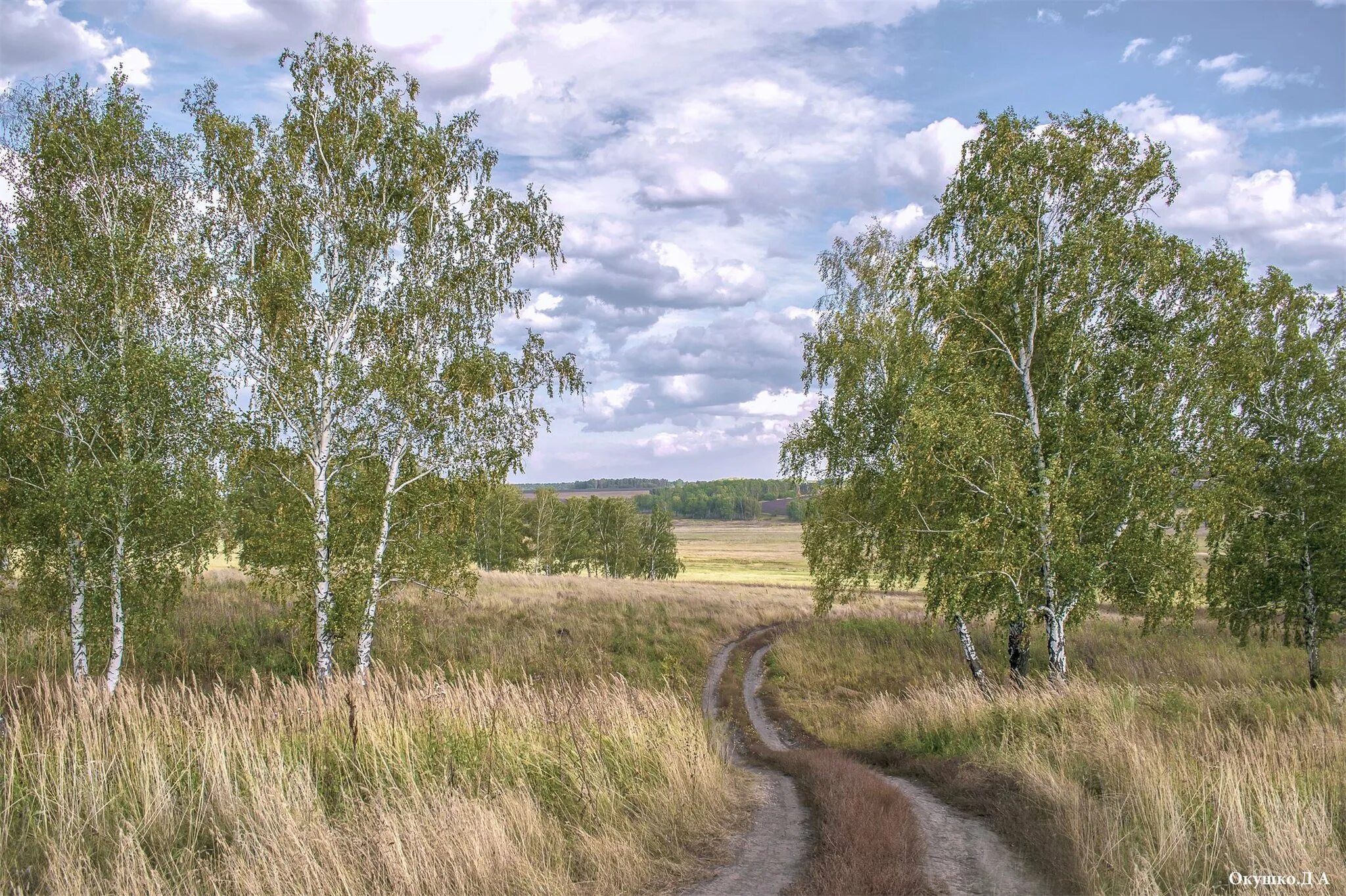 Родной край. Природа родного края. Красота родного края. Красота моей Родины. Березки самарская область