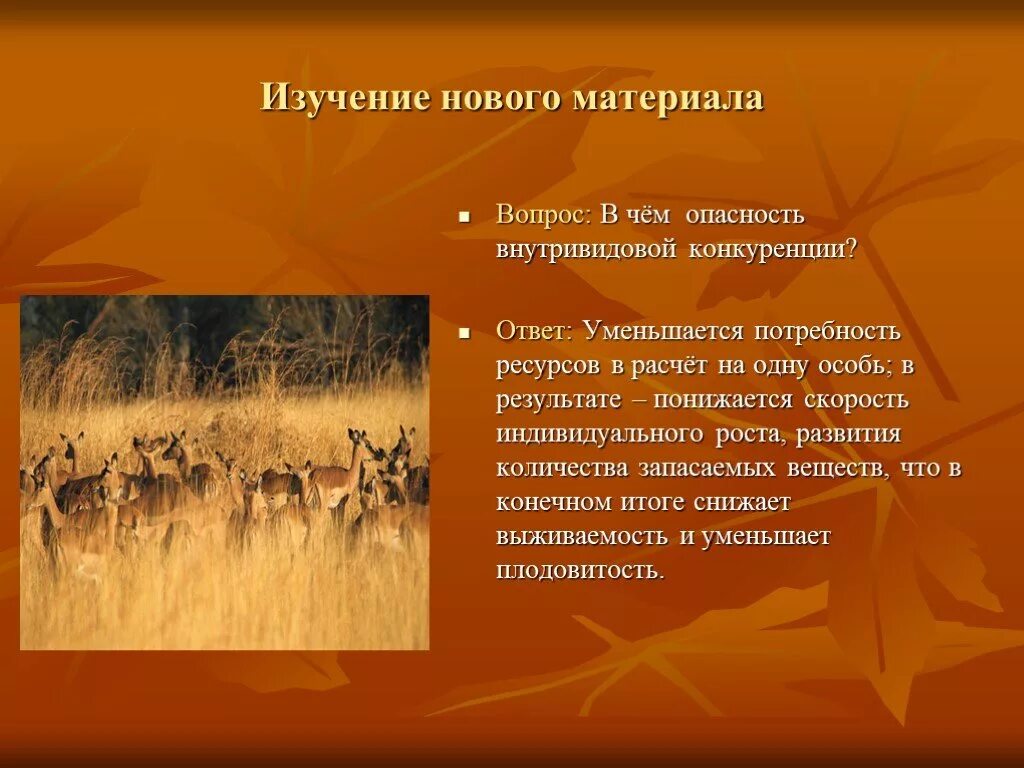 Во внутривидовой конкуренции в конечном итоге побеждают. Вопросы на тему конкуренция. победители во внутривидовой конкуренции это. конкурентные отношения в природе. законы конкурентных отношений.
