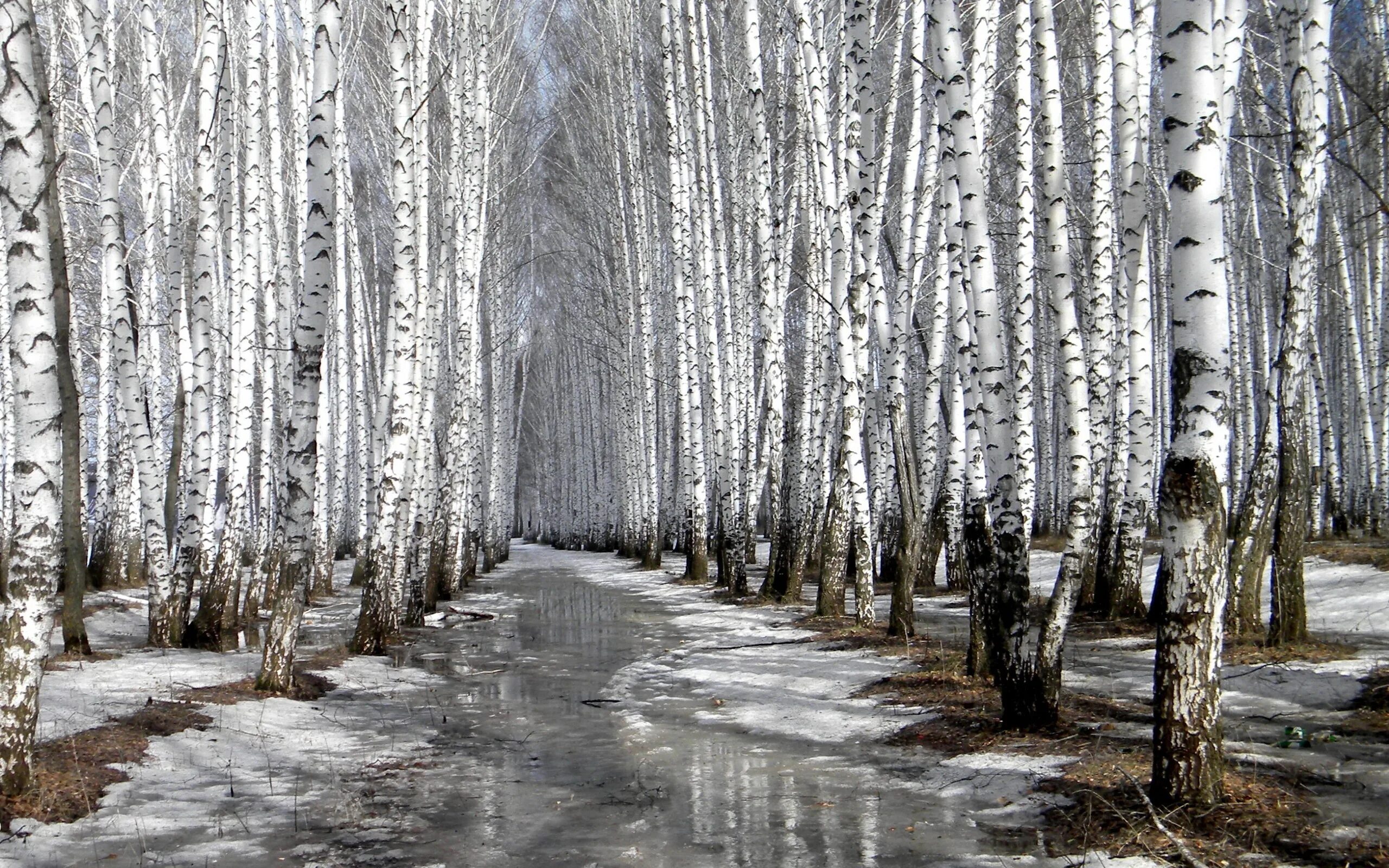 Берёзовая роща Каменск-Уральский. Весенний лес. Песня природа природа минус