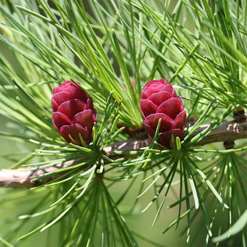 лиственница сибирская larix sibirica. лиственница сибирская дерево. лиственница сибирская larix sibirica. лиственница маргилинда. лиственница примеры.
