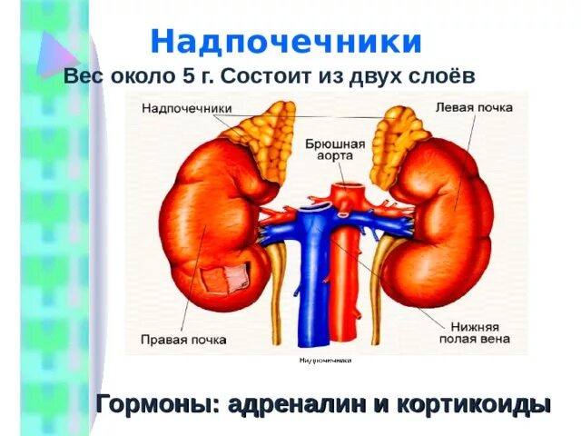 Что выделяют надпочечники. Клетки мозгового слоя надпочечников вырабатывают. Биология гормоны надпочечников. Адреналин корковый слой надпочечников. Гормоны, вырабатываемые корковым (наружным) слоем надпочечников:.