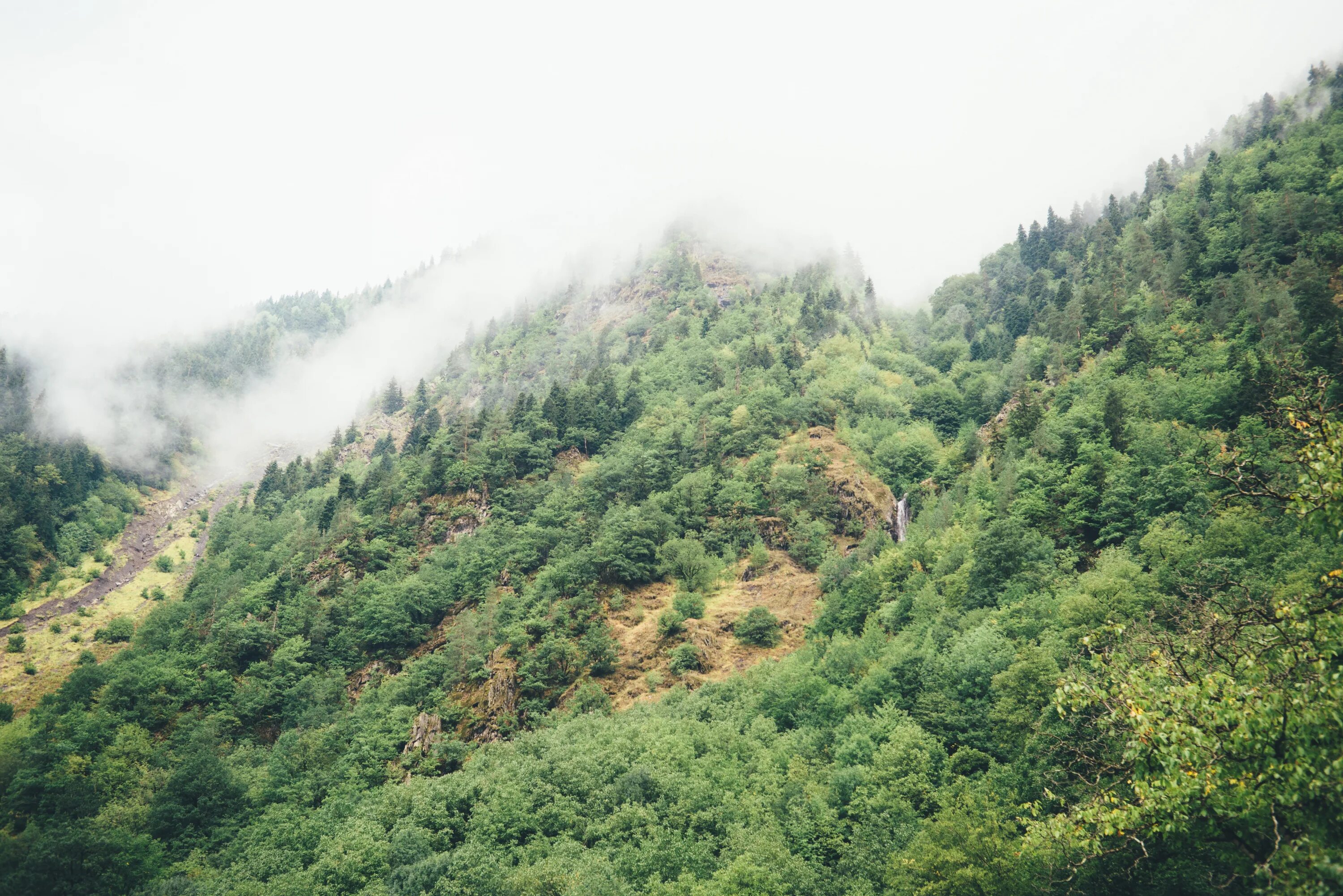 Янга-Салинский склон. Деревья на склоне. Лес на склоне горы. Лес на склонах гор. Горы поросшие лесом