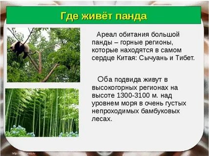Где обитает панда на каком