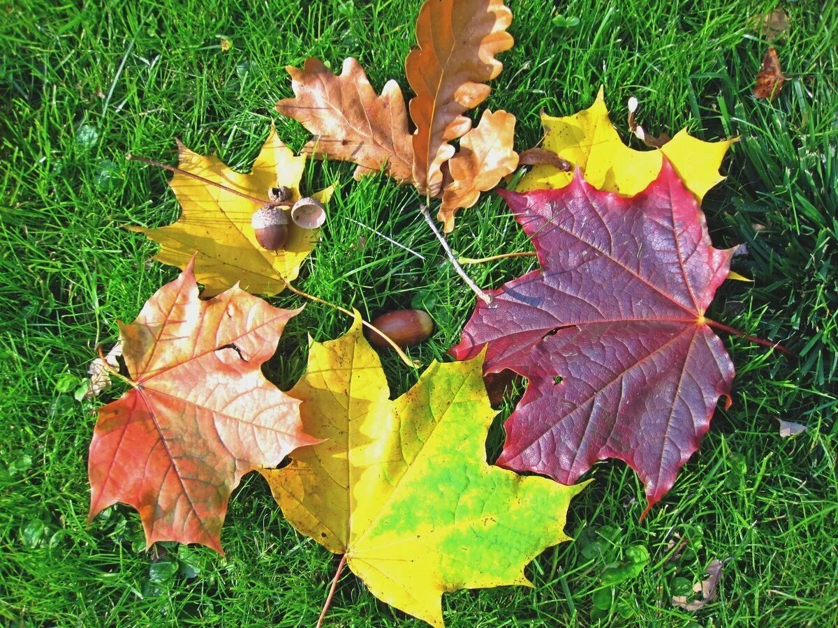 Осенние листья. Кленовый и дубовый лист. Дуб с кленовыми листьями. Листья осенью. Собрать осенние листья