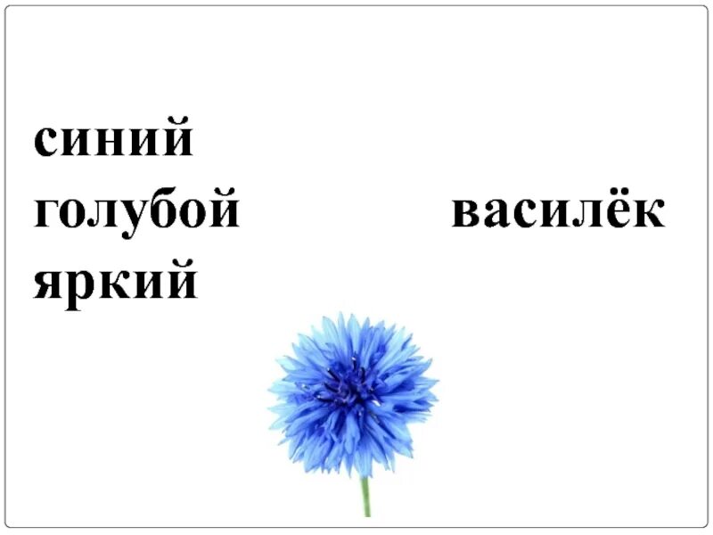 Синь васильки текст. Василек прилагательное. Василек прилагательные. Прилагательные к слову Василек. Прилагательное к слову Василек.