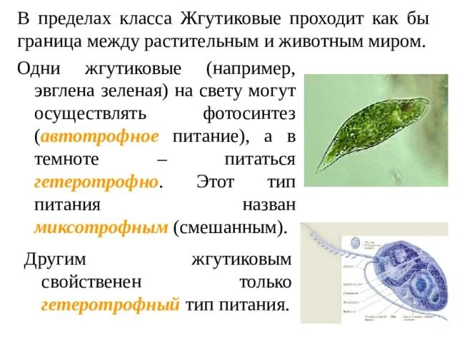 Зеленая эвглена совмещающая признаки растений и животных. Питание жгутиковые эвглена зеленая. эвглена зеленая тип класс отряд вид. образование цист у эвглены зеленой. циста эвглены зеленой.