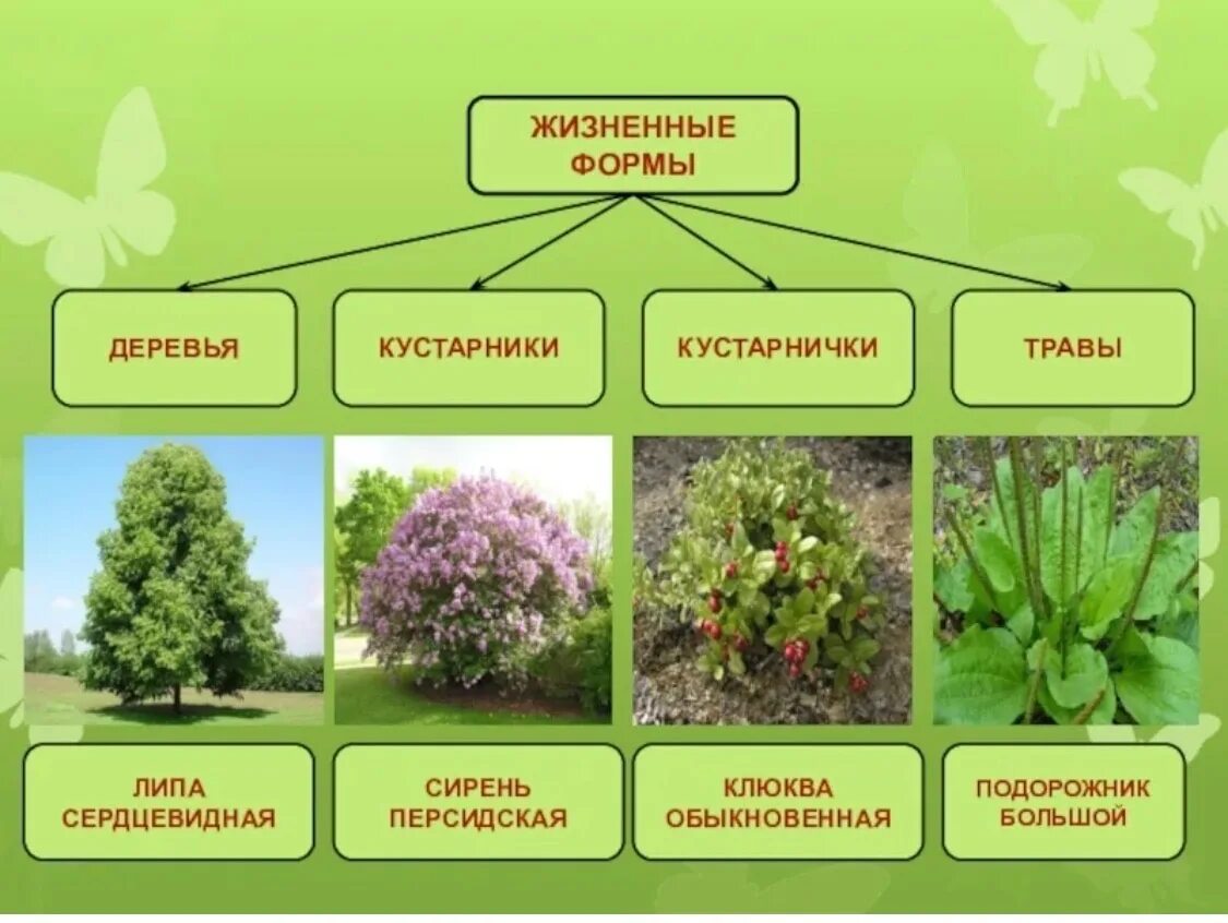 Технические виды растений. Покрытосеменные кустарнички. Деревья кустарники кустарнички травы. Кустарники кустарнички полукустарники. Жизненные формы )травы, кустарнички, кустарники, деревья).