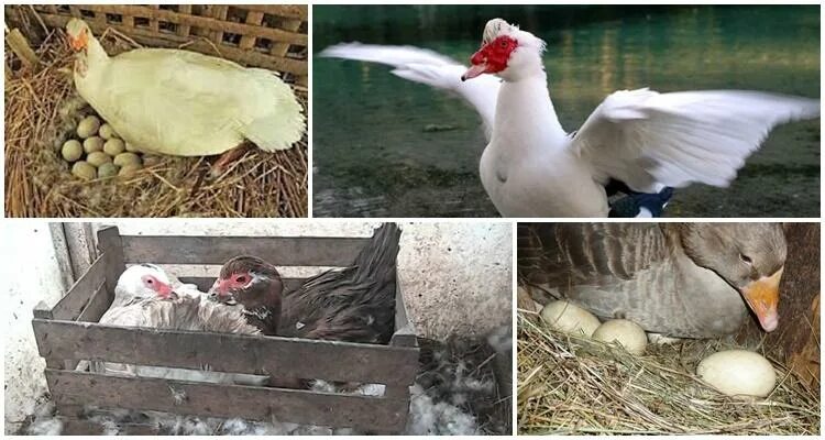 Сколько яиц можно под индоутку