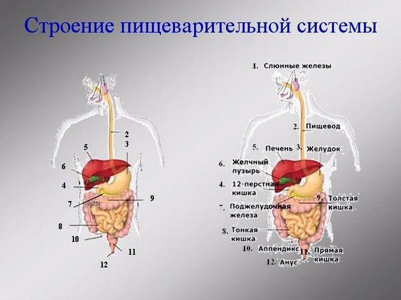 Строение 12 перстной кишки органы. Строение органов пищеварения пищеварительная система. Общий план строения пищеварительной системы человека анатомия. Строение 12перстный кишки в пищеварительной системе. Питание основные органы