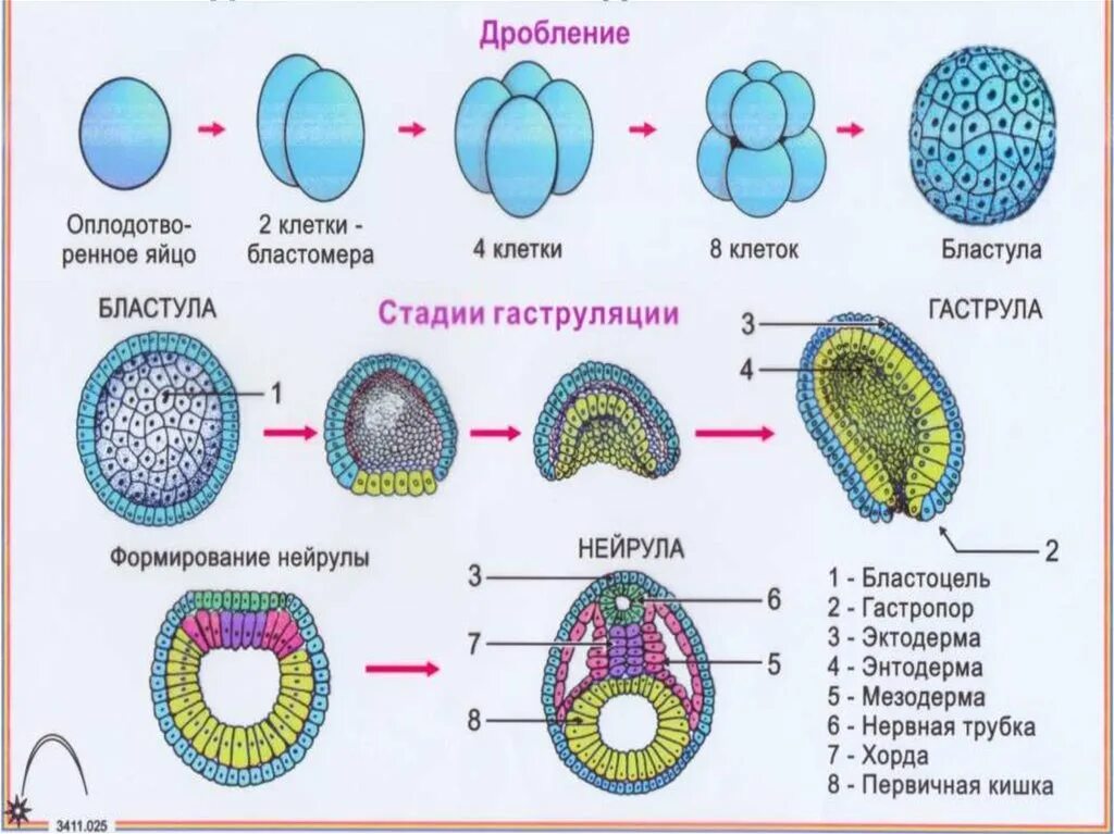 Клетка онтогенез. Онтогенез. Стадии онтогенеза. Онтогенез клетки. Развитие онтогенеза.