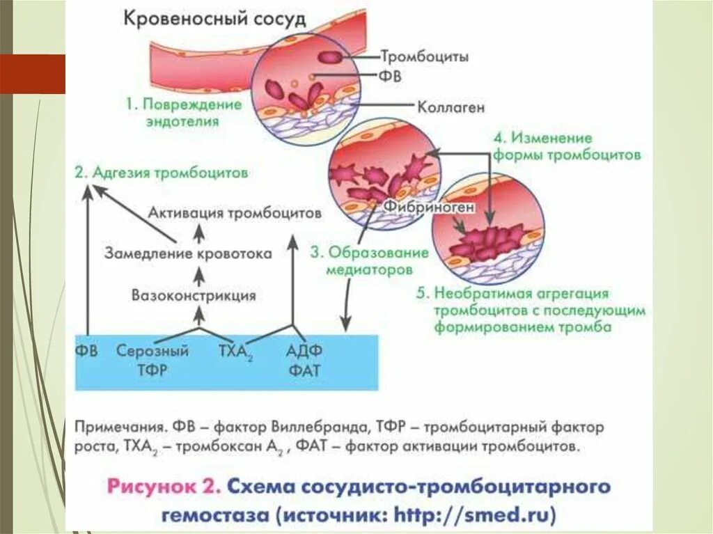 Сосудисто-тромбоцитарный гемостаз схема. Схема сосудисто-тромбоцитарного гемостаза. Коагуляционный механизм образования тромба. Сосудисто-тромбоцитарный гемостаз. Тромбоциты и тромбы