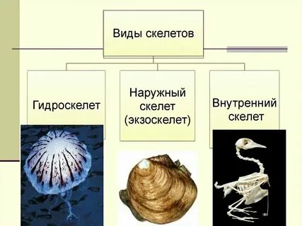Скелет это в биологии
