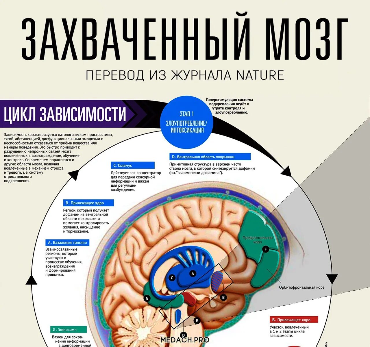 Зависимость мозг. Системы мозга. Система вознаграждения мозга. Древние структуры мозга.