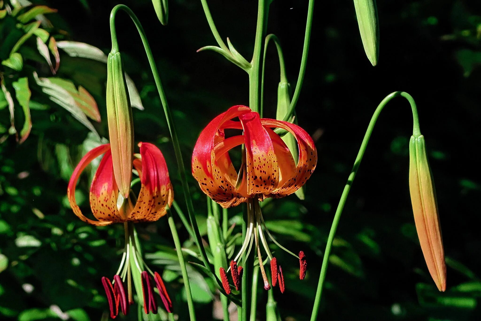 John Grimshaw's Garden Diary: July 2010 Garden diary, California native plants, 