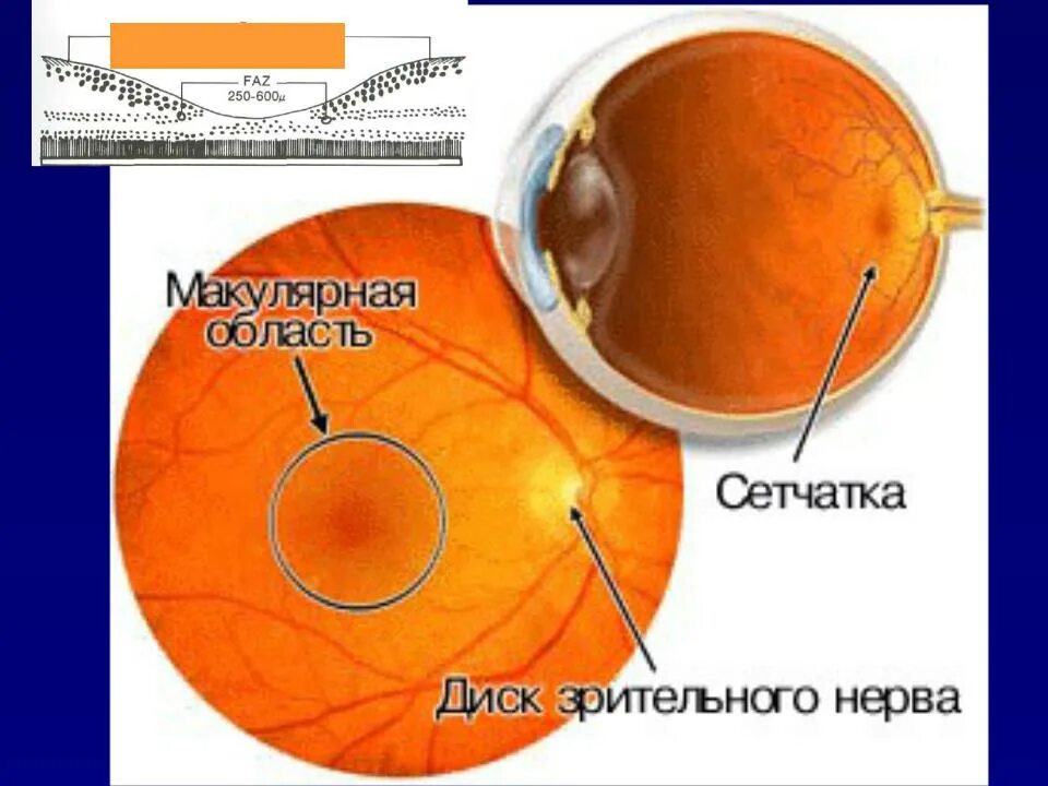 Макула. Анатомия макулы глаза. макула дистрофия сетчатки глаза. строение сетчатки макула. строение глаза макула.