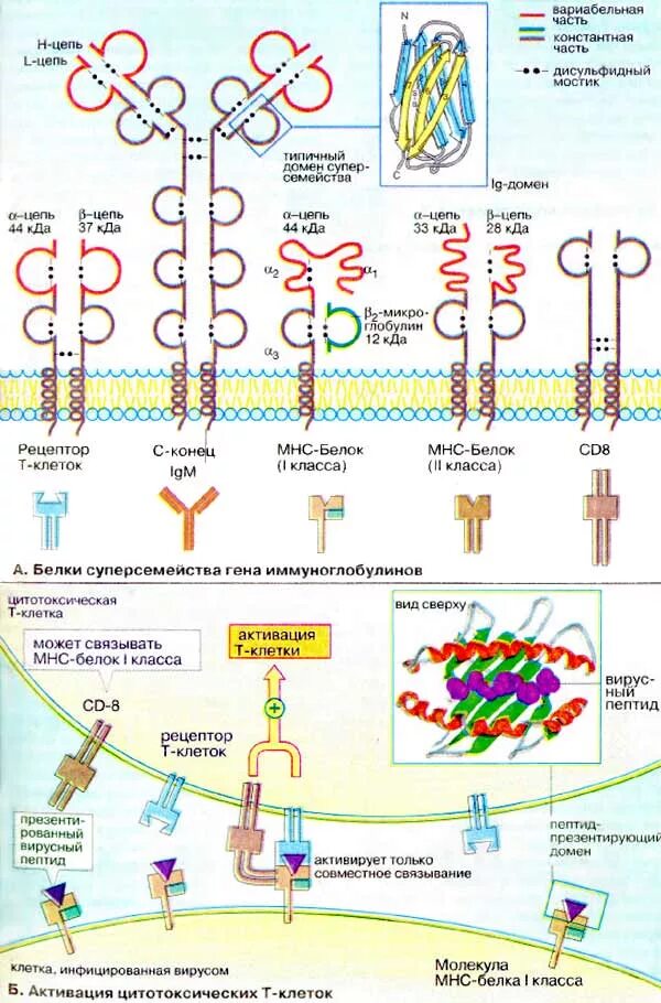 Комплекс иммуноглобулинов. Т рецепторы и белки главного комплекса гистосовместимости. Семейства клеточных рецепторов биохимия. Клетки главного комплекса гистосовместимости таблица. Молекула иммуноглобулина состоит.