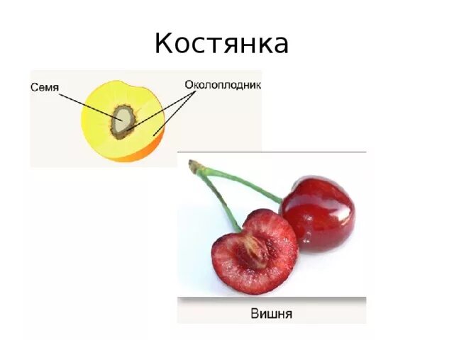 Околоплодник костянки. Плод костянка строение. Плод костянка схема. Строение косточковых плодов. 3 части околоплодника