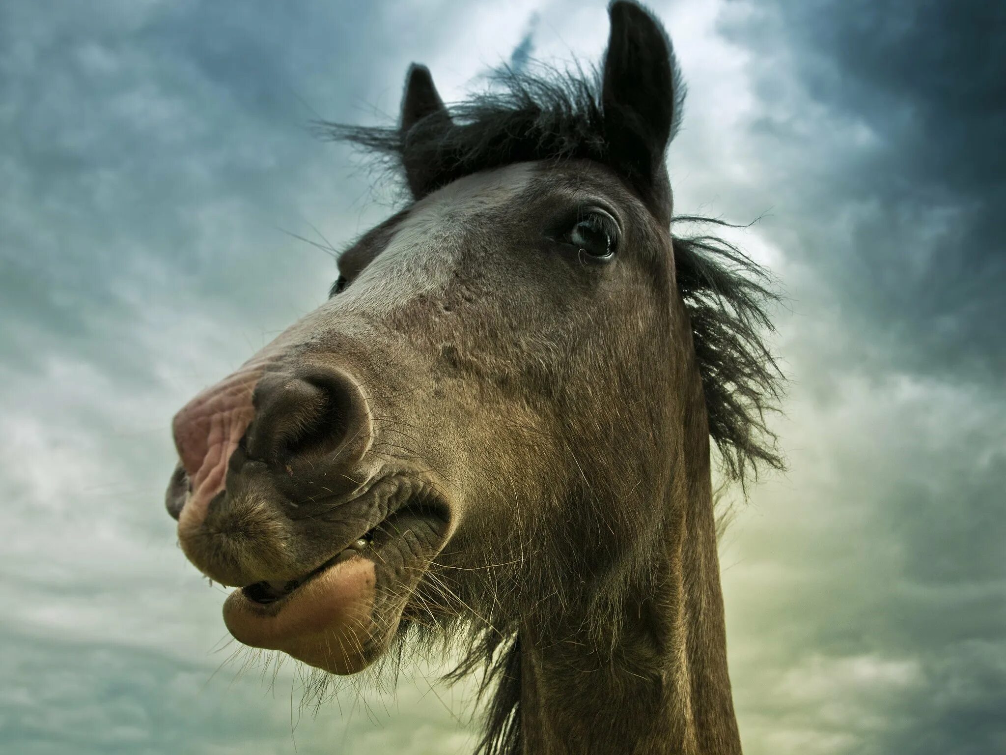 Лошадь ржет. Лошадь смеется. Конь улыбается. Улыбка коня. Лошадь ржет звук
