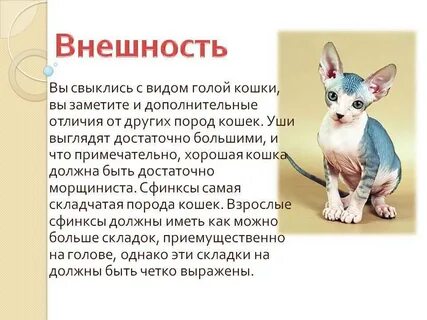 Сфинкс кошка характер