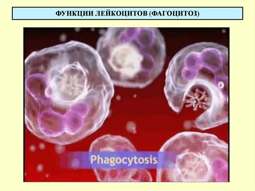 Воспаление фагоцитоз лейкоцит безразличный раздражитель микроворсинка. Фагоцитоз лейкоцитов. Фагоцитоз крови. Лейкоцит осуществляющий фагоцитоз. Функции лейкоцитов фагоциты.