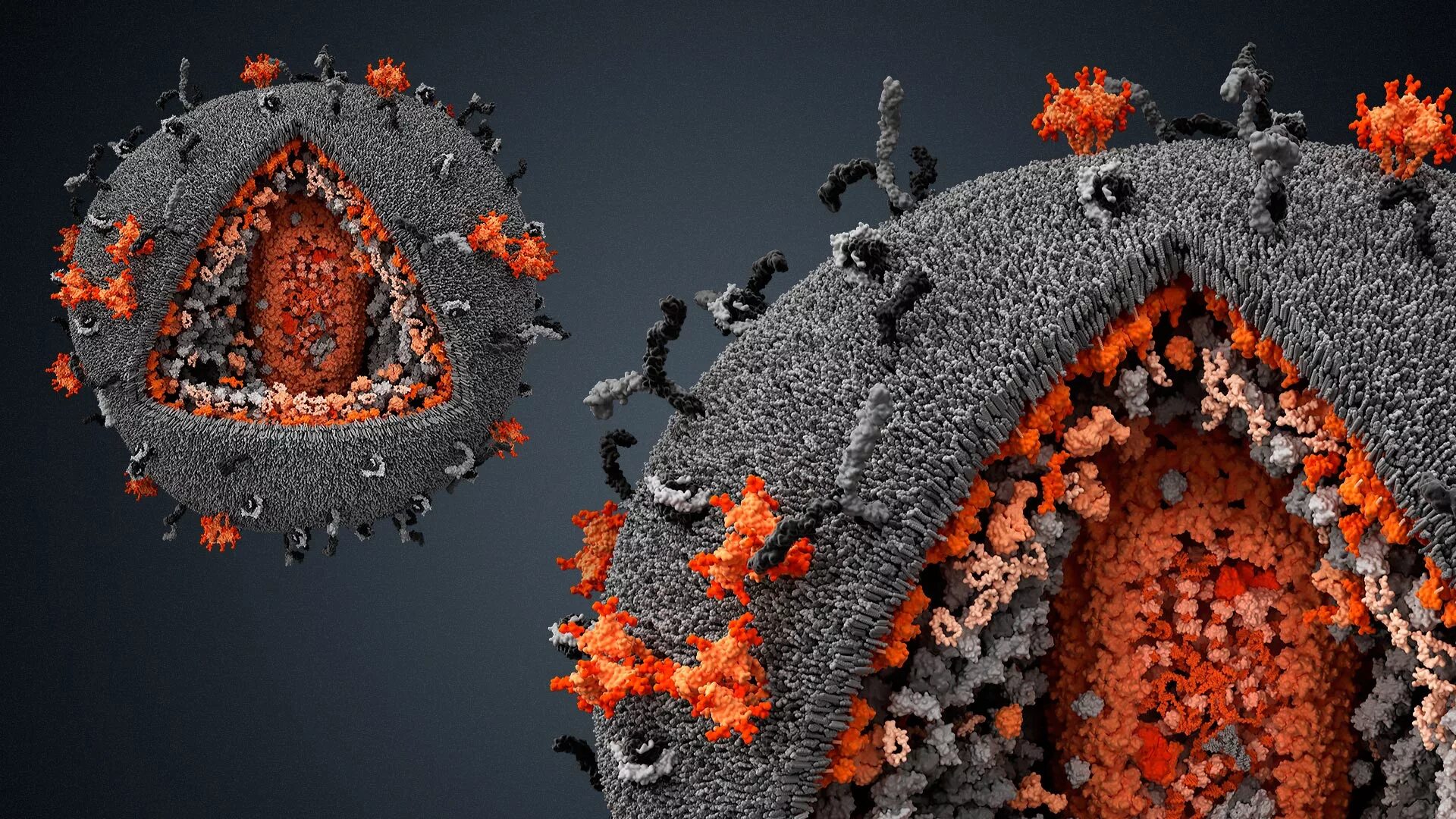 Ретровирус ВИЧ. Модель вируса ВИЧ. Вирусы под микроскопом. Красивые вирусы под микроскопом.