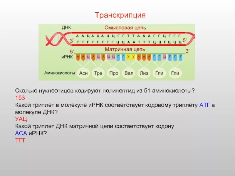 Триплет информационной РНК. Триплет ДНК. Цепь ДНК из аминокислот. Триплет нуклеотидов.