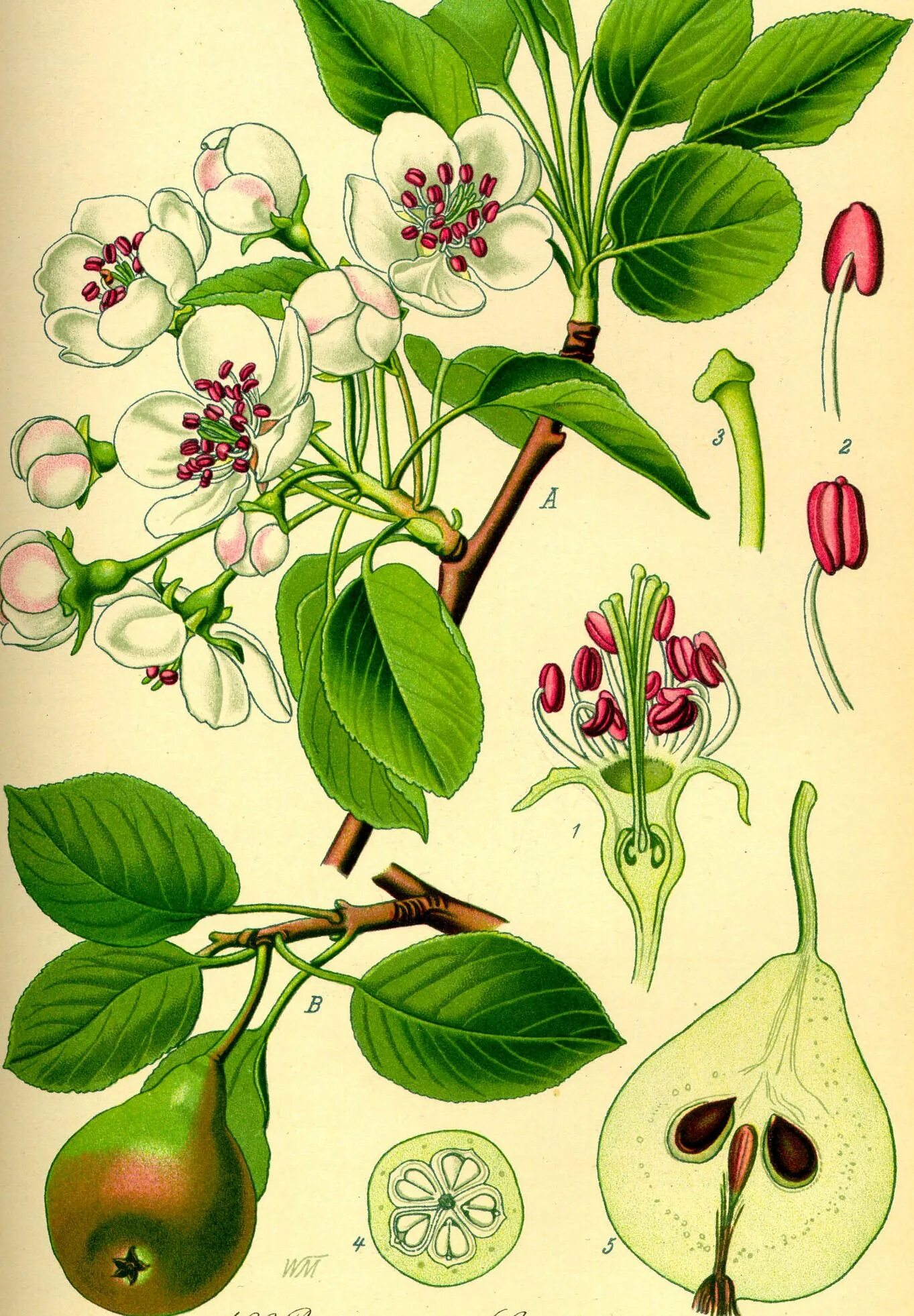 Ботаническая иллюстрация. Ботанические рисунки растений. Старинные Ботанические иллюстрации. Красивая ботаника