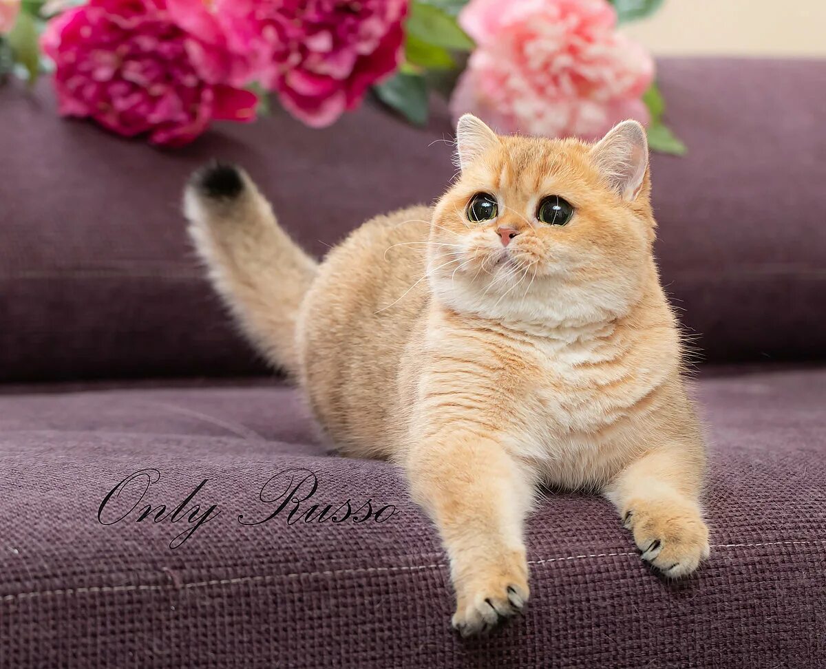 Золотистая шиншилла британская. Британский кот золотая шиншилла. Кот золотая шиншилла. Британская золотая шиншилла. Кот золотая шиншилла.