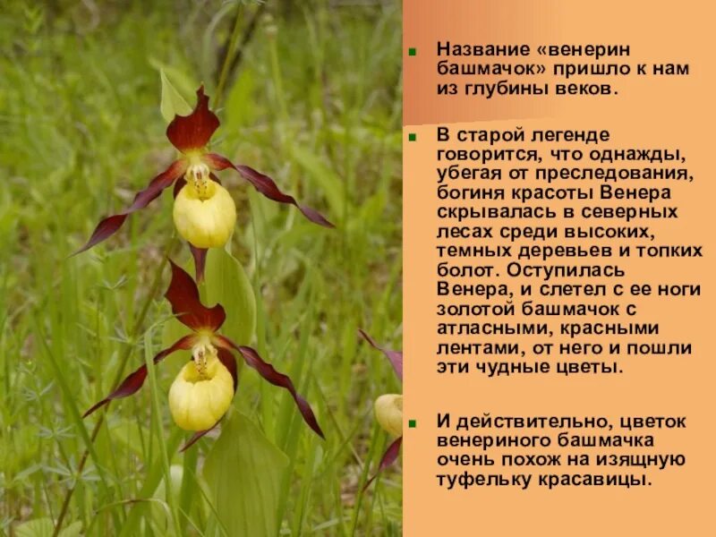 Башмачок занесен в красную книгу. Венерин башмачок занесен в красную книгу. венерин башмачок описание растения. венерин башмачок красная книга тверской области. растения красной книги венерин башмачок.