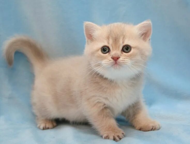 Бежевая кошка
