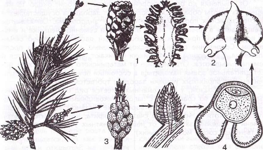 Образование мужской шишки. Пыльцевое зерно сосны обыкновенной. Шишка сосны обыкновенной пыльца. Пыльца шишки сосны обыкновенной. Микроспорангий голосеменных.