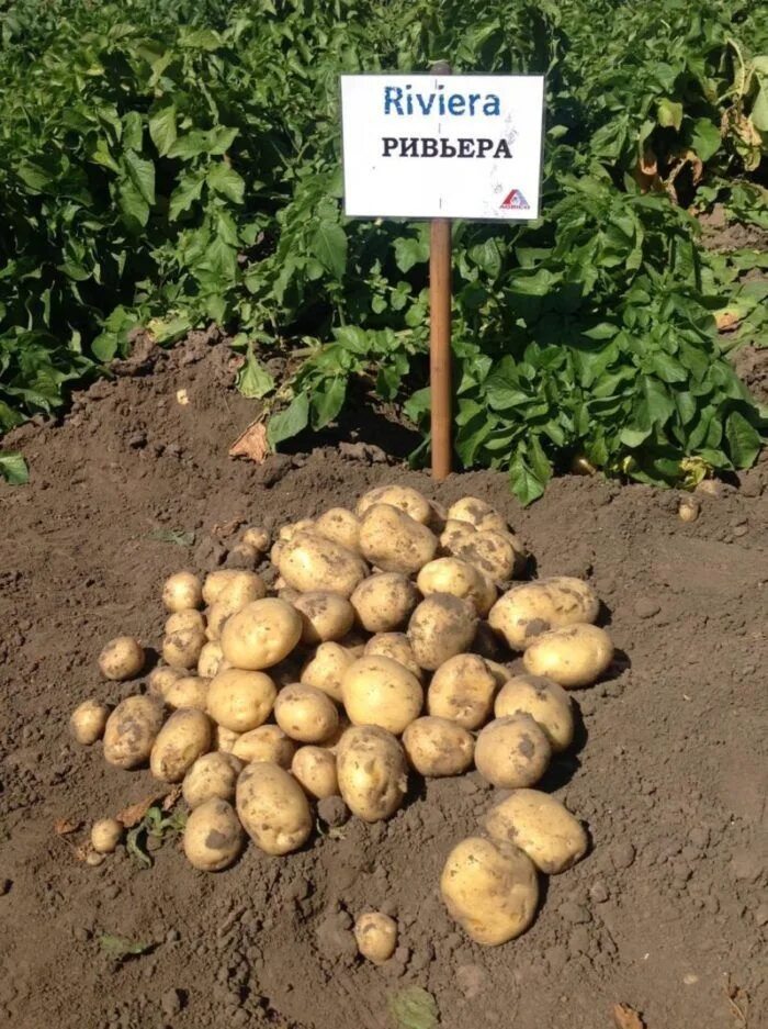 Картошка ривьера описание сорта фото отзывы