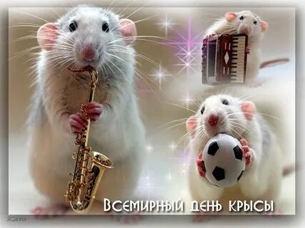 День крысы картинки прикольные с надписями