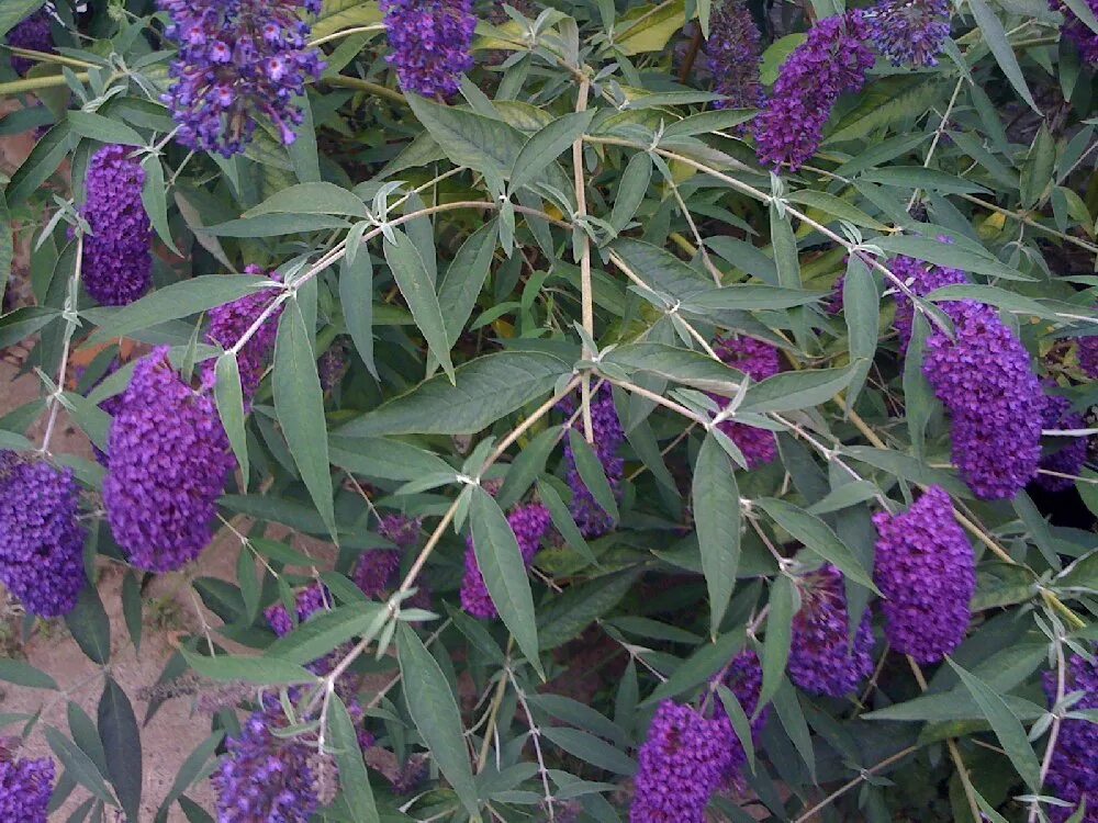 Буддлея Давида (Buddleja davidii) 'Purple Prince'. Буддлея Давида синяя. Будлея будлея. Buddleja alternifolia.