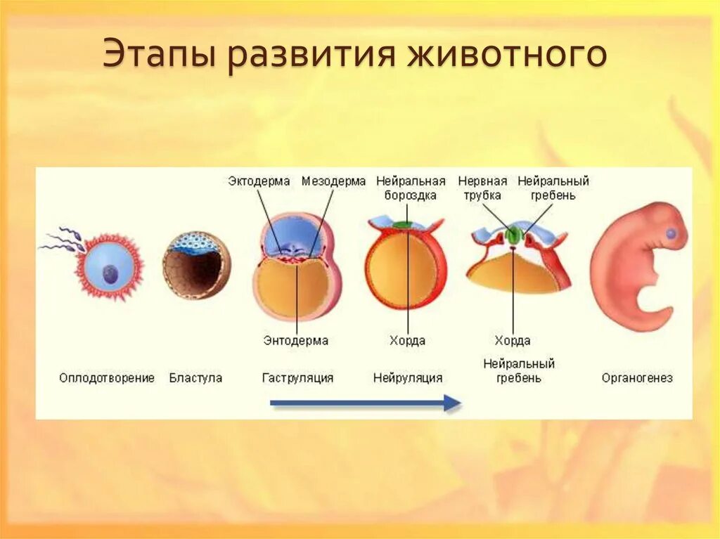 Онтогенез дошкольника. Эмбриональный период онтогенеза схема. Хорда это в биологии в онтогенезе. Этапы эмбрионального развития животного организма. Периоды развития онтогенеза.