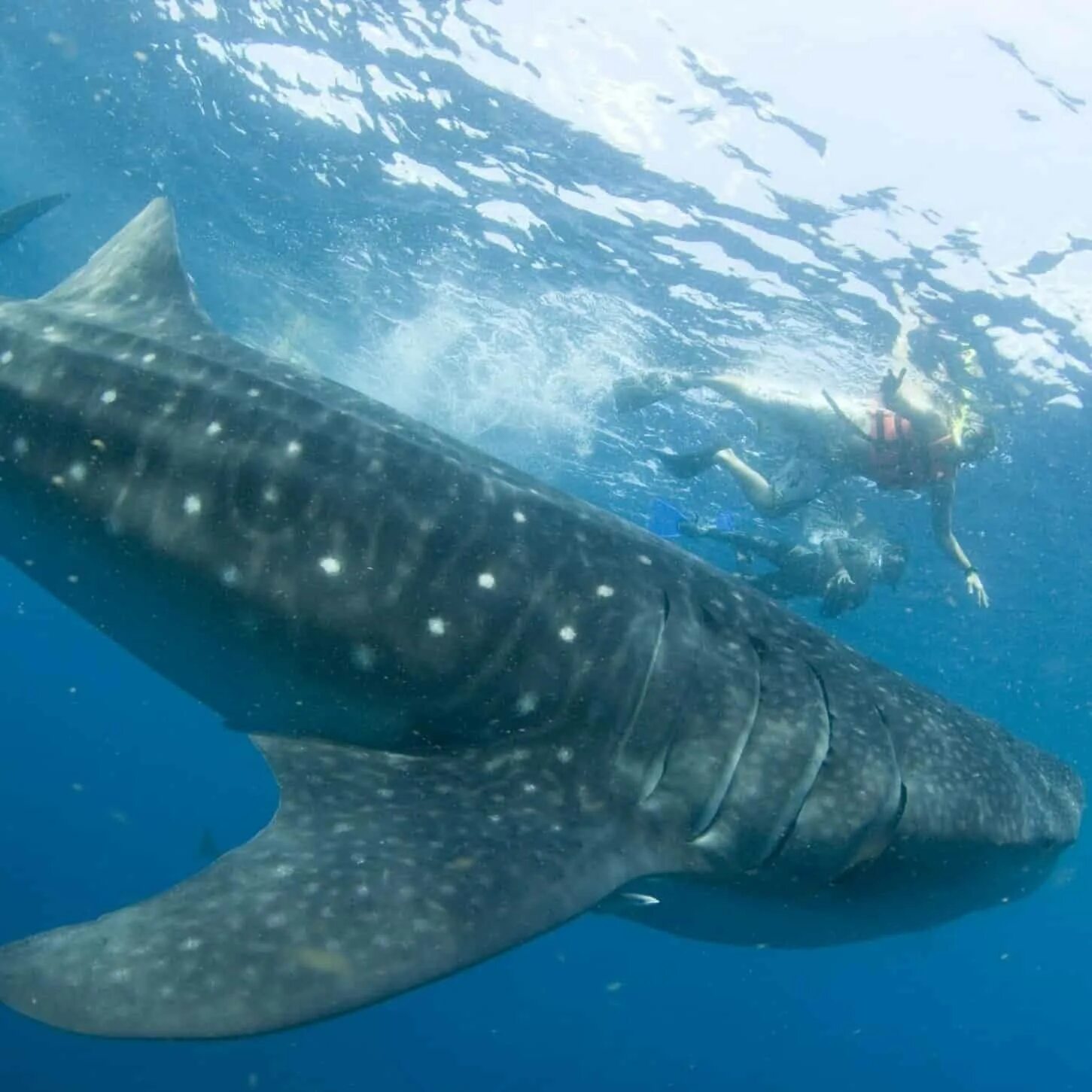 Сама большая акула. Гигантская китовая акула. Самая большая акула. Самая большая акула в мире. Самоябольшаяакулавмире.