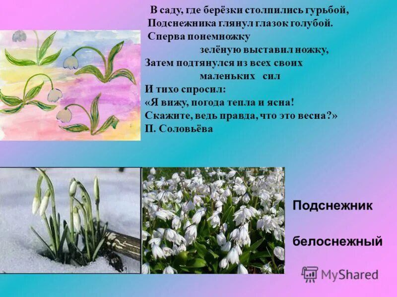 Подснежника глянул глазок голубой. П Соловьева Подснежник. В саду где Березки столпились гурьбой подснежника глянул глазок. Подснежник соловьёва стихотворение.