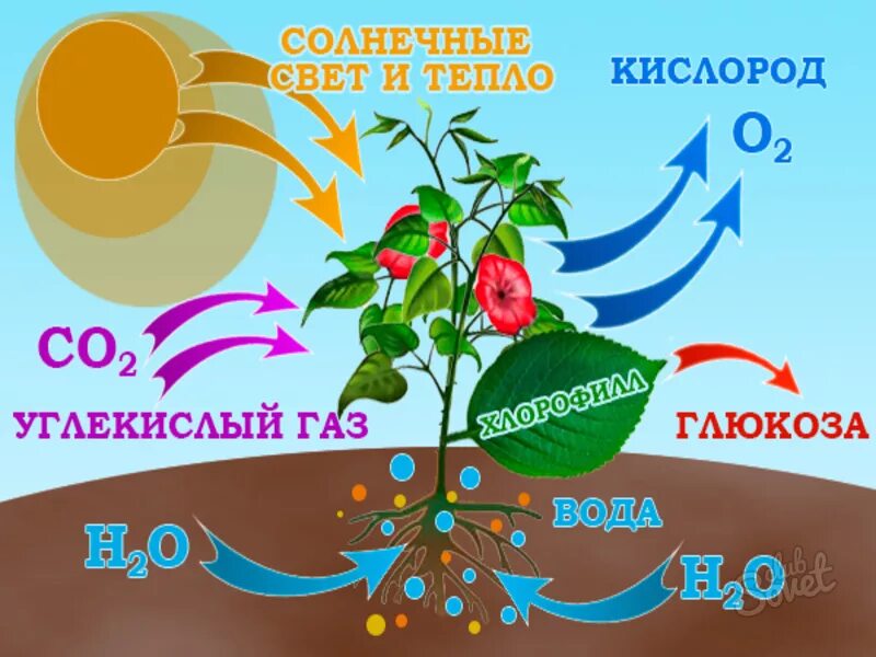 Углекислый газ во время процесса фотосинтеза. Процесс фотосинтеза у растений схема. Фотосинтез схема углекислый ГАЗ. Фотосинтез рисунок. Растения и кислород.