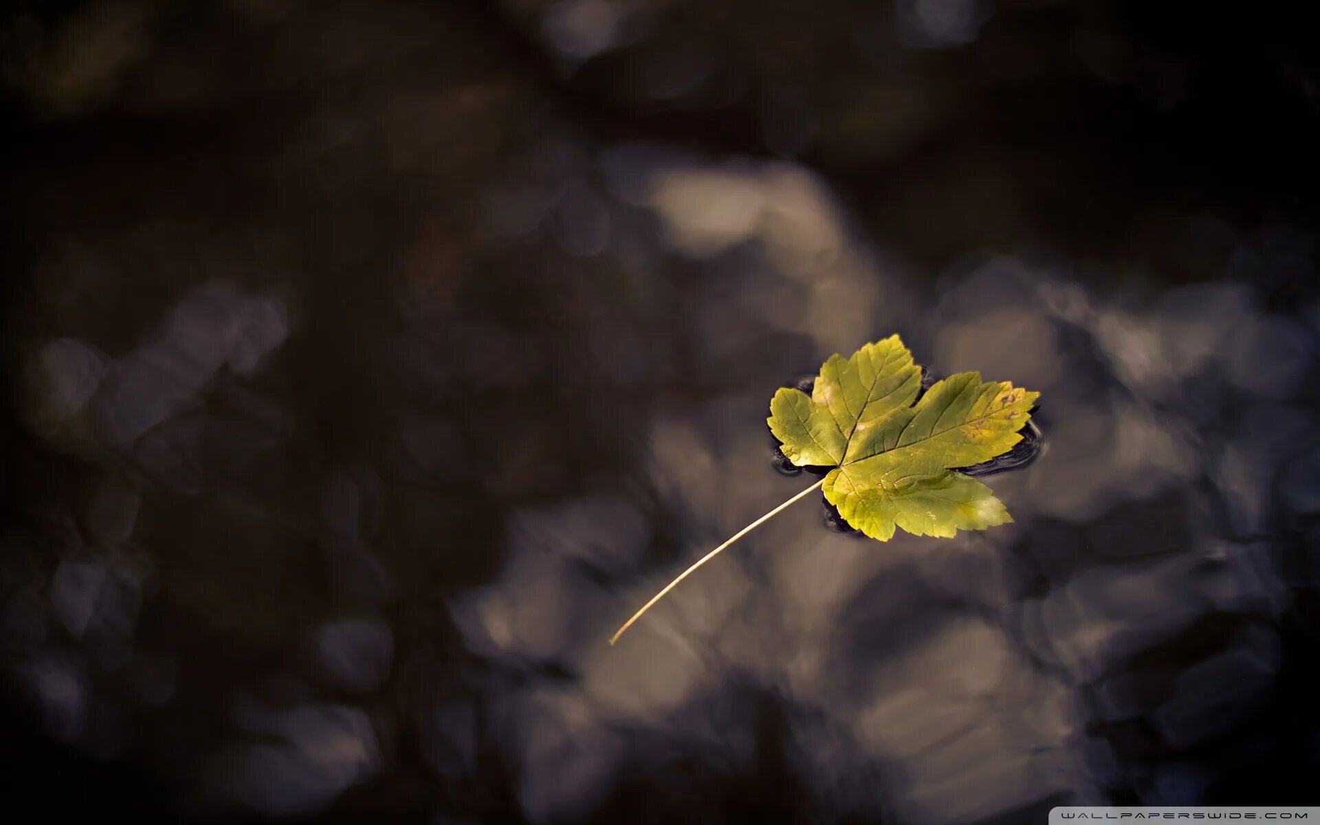 Опали вы листья вчерашней. Природа листья. опавшие листья. a fallen leaf. обои на рабочий стол опавшие листья.